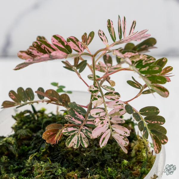 Phyllanthus Urinaria Pink Variegated (aka 'Sensitive Plant') (wk34-E)