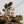 Phyllanthus Urinaria Pink Variegated (aka 'Sensitive Plant') (wk34-E)