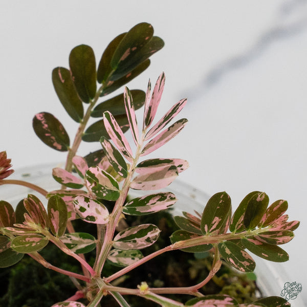 Phyllanthus Urinaria Pink Variegated (aka 'Sensitive Plant') (wk34-E)