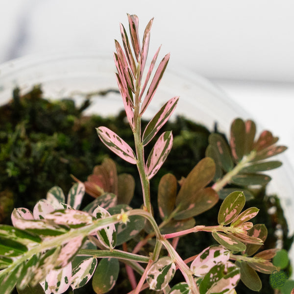 Phyllanthus Urinaria Pink Variegated (aka 'Sensitive Plant') (wk34-E)