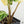 Phyllotaenium Lindenii (Previously Xanthosoma Lindenii) Variegated (wk37-D)