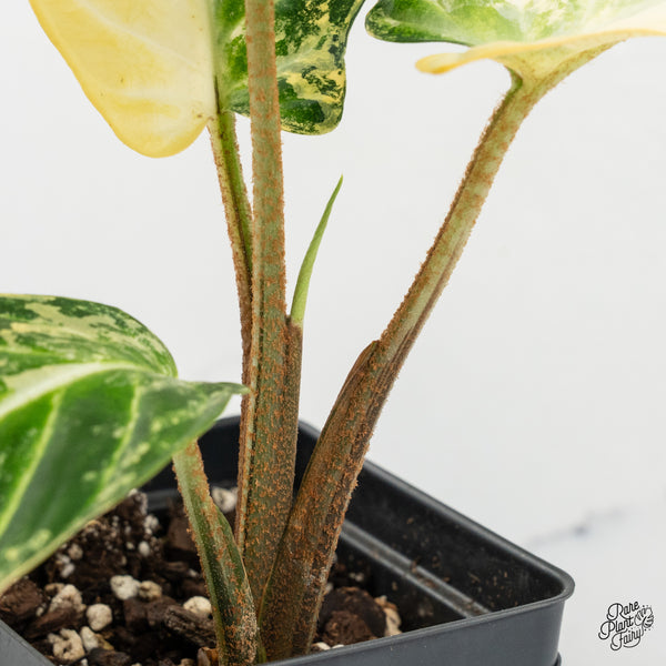 Phyllotaenium Lindenii (Previously Xanthosoma Lindenii) Variegated (wk37-D)