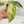Phyllotaenium Lindenii (Previously Xanthosoma Lindenii) Variegated (wk37-D)