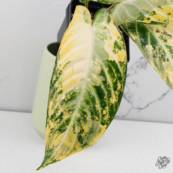 Phyllotaenium Lindenii (Previously Xanthosoma Lindenii) Variegated (wk37-D)