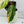 Phyllotaenium Lindenii (Previously Xanthosoma Lindenii) Variegated (wk37-D)