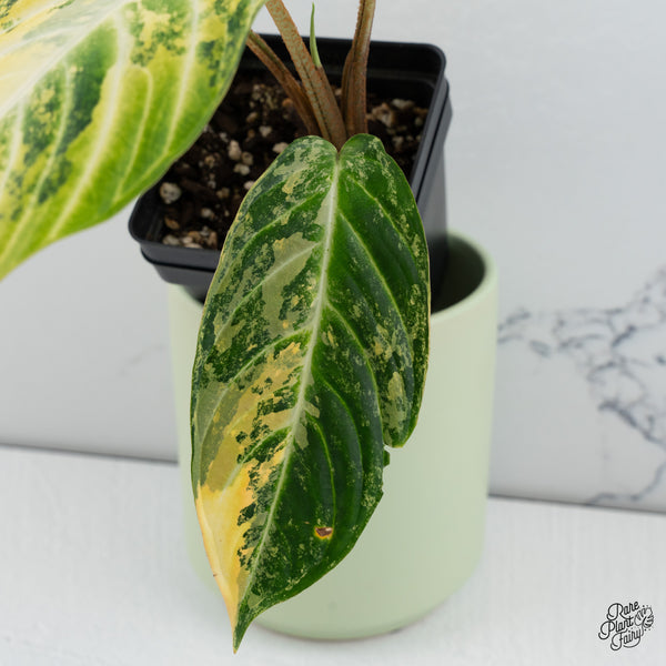 Phyllotaenium Lindenii (Previously Xanthosoma Lindenii) Variegated (wk37-D)