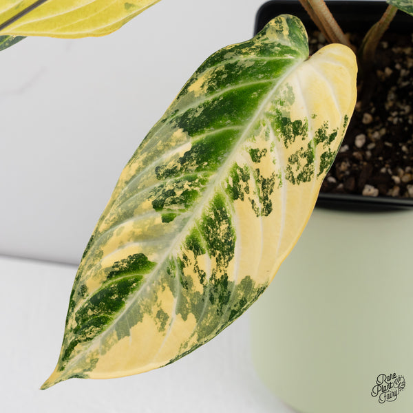 Phyllotaenium Lindenii (Previously Xanthosoma Lindenii) Variegated (wk37-D)