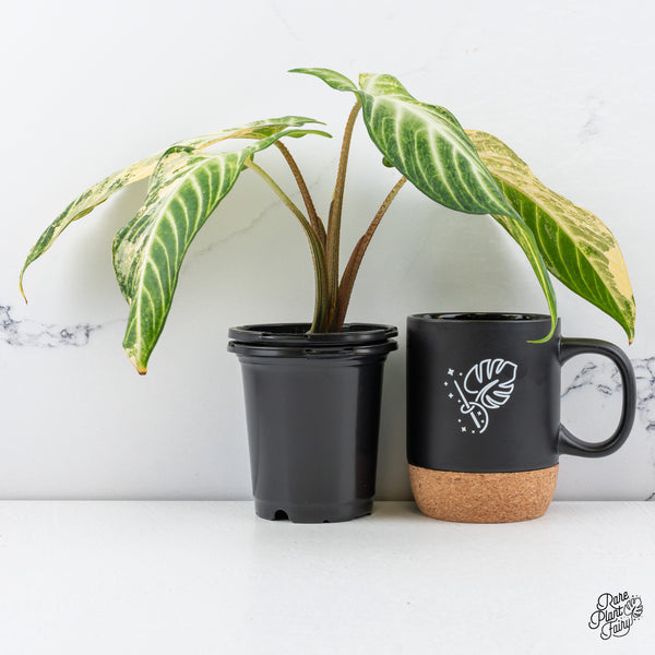 Phyllotaenium Lindenii  (Previously 'Xanthosoma Lindenii') Variegated (wk47-L)