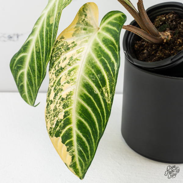 Phyllotaenium Lindenii  (Previously 'Xanthosoma Lindenii') Variegated (wk47-L)