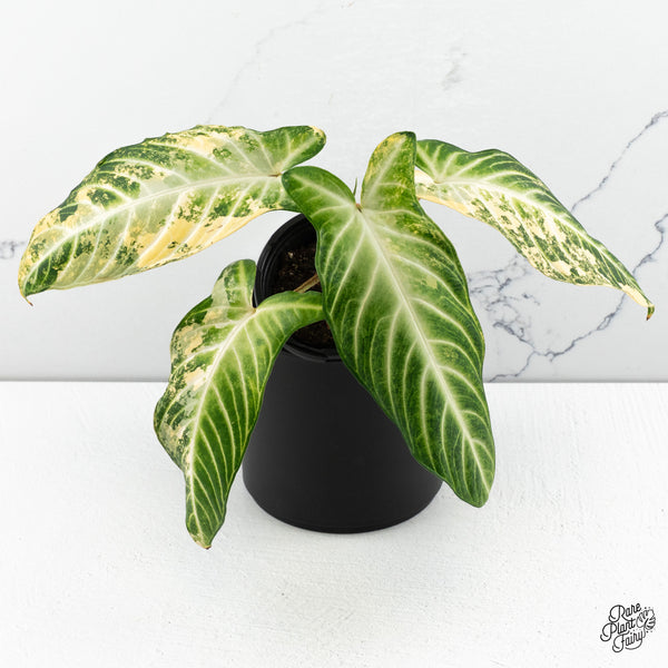 Phyllotaenium Lindenii  (Previously 'Xanthosoma Lindenii') Variegated (wk47-L)