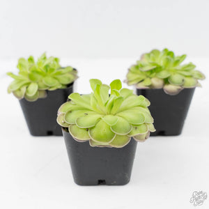 Pinguicula cyclosecta (Butterwort)