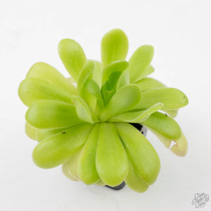 Pinguicula 'Guatemala' (Butterwort)