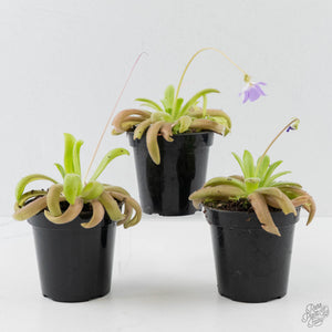 Pinguicula agnata x gypsicola (Butterwort)
