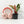 Philodendron 'Birkin' Pink Variegated *Grower's Choice*