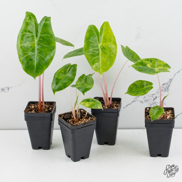 Alocasia 'Pink Dragon' Aurea Variegated *Grower's Choice*