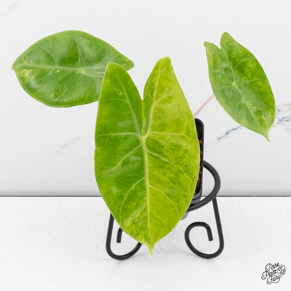 Alocasia 'Pink Dragon' Aurea Variegated *Grower's Choice*