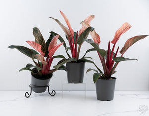 Philodendron 'Birkin' Pink Variegated *Grower's Choice*