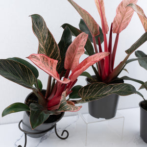 Philodendron 'Birkin' Pink Variegated *Grower's Choice*