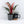 Philodendron 'Birkin' Pink Variegated *Grower's Choice*