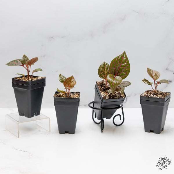 Piper crocatum *Grower's Choice*