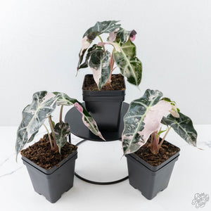 Alocasia 'Polly Pink Snowflake’ variegated *Grower's Choice*