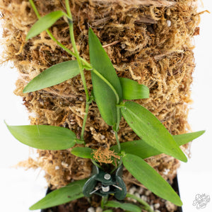 Pothos scandens variegated (wk19-A) * True Pothos *