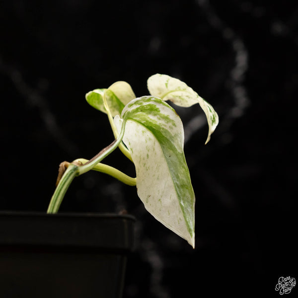 Epipremnum hanoman sp. 'Bali'  *Grower's choice*