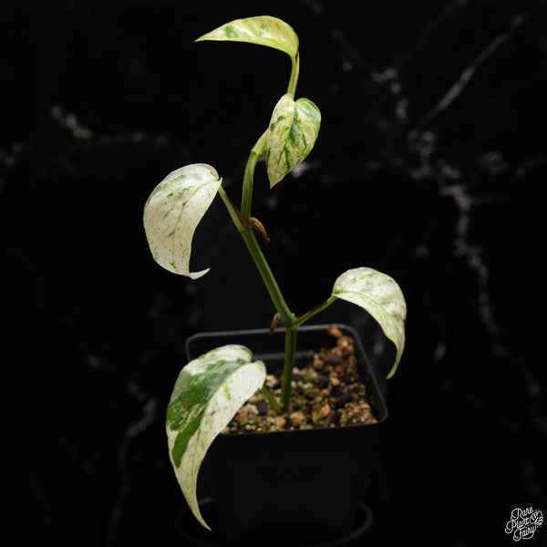 Epipremnum hanoman sp. 'Bali'  *Grower's choice*