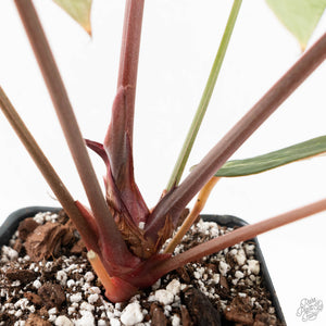 Anthurium Purple Rain '27' x Red Velvet Cake '24' by DocBlock® (wk18-V)
