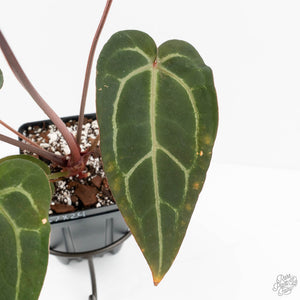 Anthurium Purple Rain '27' x Red Velvet Cake '24' by DocBlock® (wk18-V)