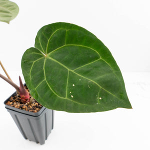 Anthurium DocBlock Purple Rain '27' x Lynette '18' by DocBlock® (wk30-F)