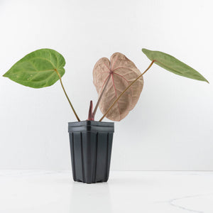 Anthurium DocBlock Purple Rain '27' x Lynette '18' by DocBlock® (wk30-F)