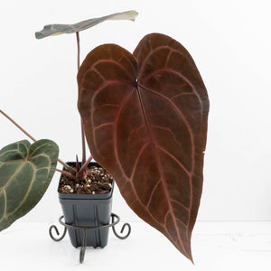 Anthurium Purple Rain '27' x Red Velvet Cake '24' by DocBlock® (wk34-L50)