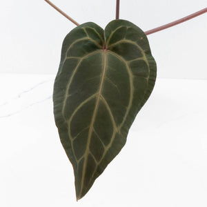 Anthurium Purple Rain '27' x Red Velvet Cake '24' by DocBlock® (wk34-L50)
