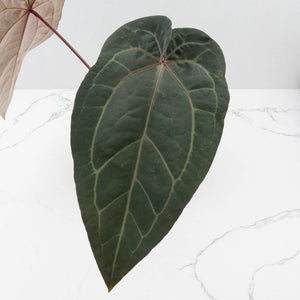 Anthurium Purple Rain '27' x Red Velvet Cake '24' by DocBlock® (wk36-L113)