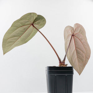 Anthurium Purple Rain '27' x Red Velvet Cake '24' by DocBlock® (wk36-L113)