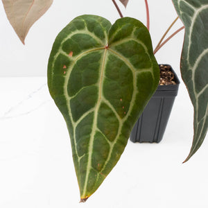 Anthurium Purple Rain '27' x Red Velvet Cake '24' by DocBlock® (wk35-L87)