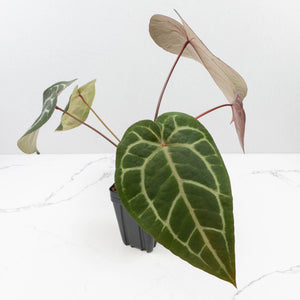 Anthurium Purple Rain '27' x Red Velvet Cake '24' by DocBlock® (wk35-L87)
