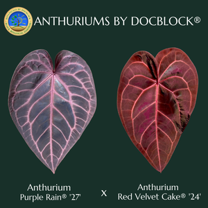 Anthurium Purple Rain '27' x Red Velvet Cake '24' by DocBlock® (wk18-V)