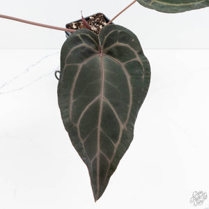 Anthurium Purple Rain '27' x Red Velvet Cake '24' by DocBlock® (wk19-R)