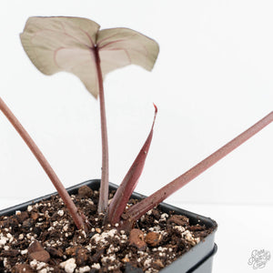 Anthurium Purple Rain '27' x Red Velvet Cake '24' by DocBlock® (wk19-R)