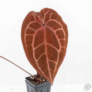 Anthurium Purple Rain '27' x Red Velvet Cake '24' by DocBlock® (wk22-V)