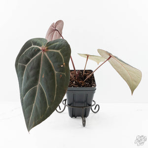 Anthurium Purple Rain '27' x Red Velvet Cake '24' by DocBlock® (wk23-C)