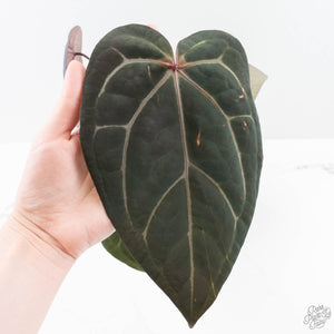 Anthurium Purple Rain '27' x Red Velvet Cake '24' by DocBlock® (wk23-C)