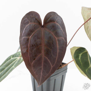Anthurium Purple Rain '27' x Red Velvet Cake '24' by DocBlock® (wk23-C)
