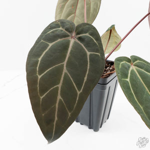 Anthurium Purple Rain '27' x Red Velvet Cake '24' by DocBlock® (wk23-C)
