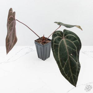Anthurium Purple Rain '27' x Red Velvet Cake '24' by DocBlock® (wk27-H)