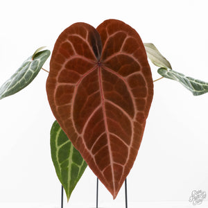 Anthurium Purple Rain '27' x Red Velvet Cake '24' by DocBlock® (wk28-D)
