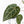 Anthurium Purple Rain '27' x Red Velvet Cake '24' by DocBlock® (wk28-D)