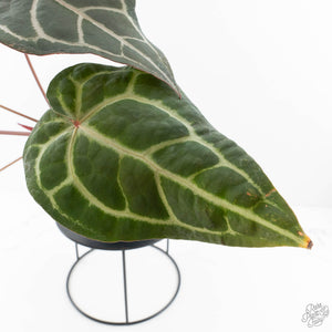 Anthurium Purple Rain '27' x Red Velvet Cake '24' by DocBlock® (wk28-D)